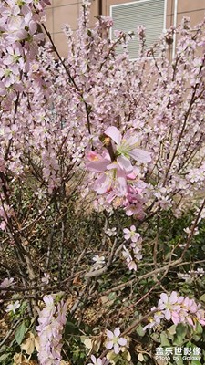 花景的細節(jié)部分和其他高端機有差距