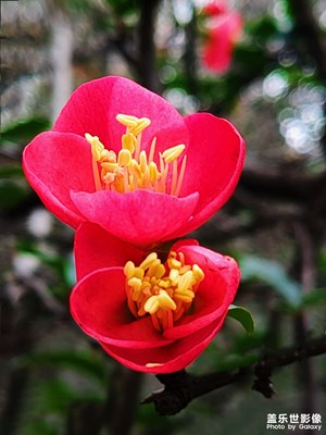 【春光好】+海棠花開(kāi)春意濃