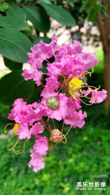 【春光好】+隨拍