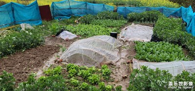 雨中小菜園