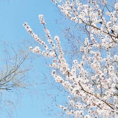 春雪過后 花開依舊