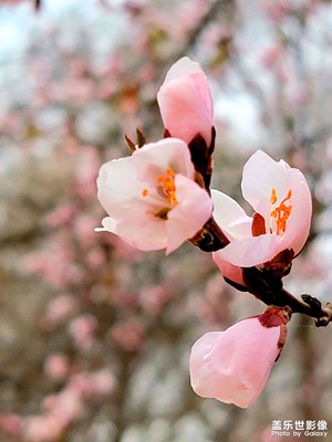 春天來了，好想出門走走，疫情趕緊過去吧。