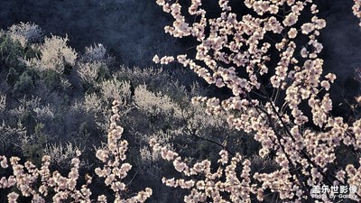 山花爛漫時(shí)