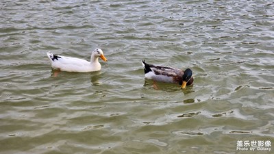 春江水暖鴨先知