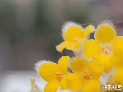 不一樣的葉子