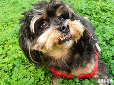 【熱愛生活】+我的小伙伴