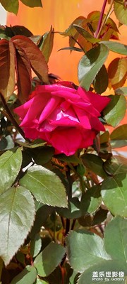 鄉(xiāng)村春之美