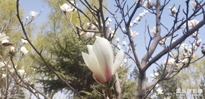 玉蘭花開