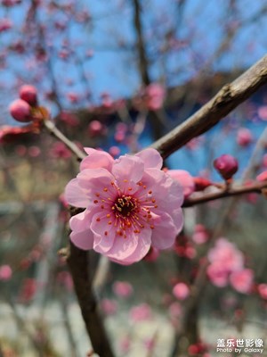 春暖花開，疫情還在，哎