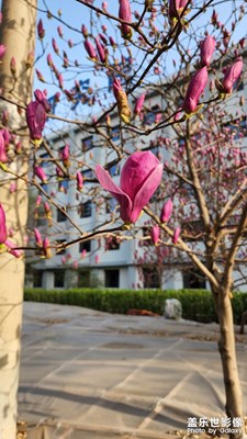 【幸福生活】我愛春天的美景