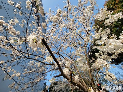 【熱愛生活】+晨拍櫻花