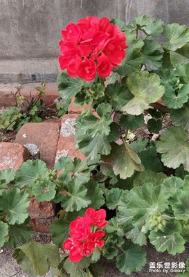 花兒為什么這樣紅？