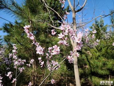 桃花盛開(kāi)的季節(jié)