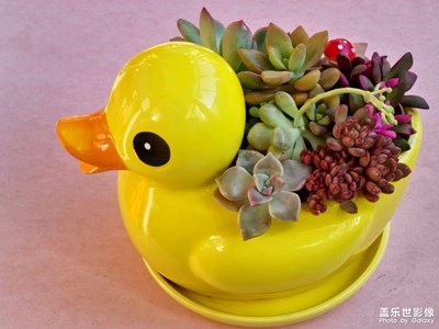 【熱愛(ài)生活】小侄的多肉植物