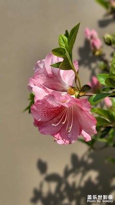 【熱愛生活】+春之花