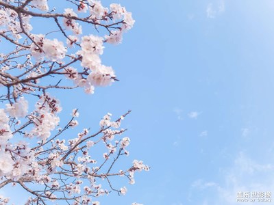 十倍光變下的花季