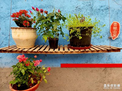 s22u隨拍小院小景