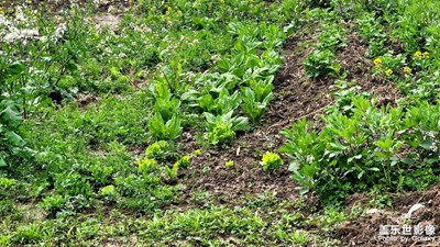 開心農(nóng)場(chǎng)