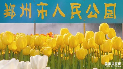 【郁金香花展】