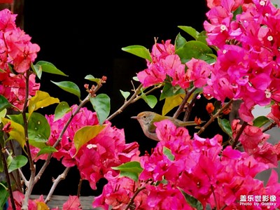 鳥(niǎo)語(yǔ)花香
