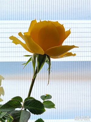 【人間四月】+居家隨拍