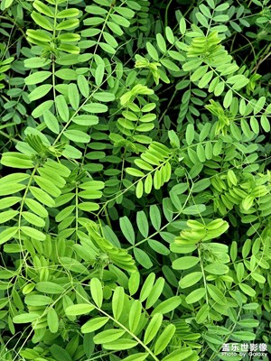 【人間四月】+ 春天的味道