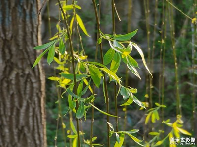 【人間四月】在河邊沐浴在陽光里