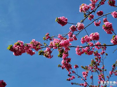 【人間四月】+花開富貴