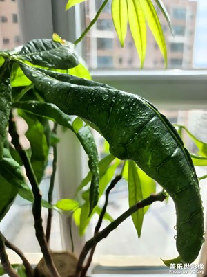 剛澆了水的發(fā)財樹