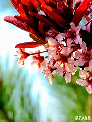 S20 Ultra 尋春（三）