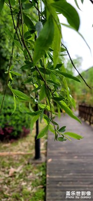 清明隨拍。。。。