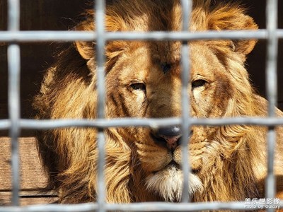 動(dòng)物園隔著欄桿拍攝