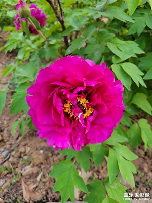 清明時(shí)節(jié)