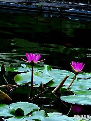 小荷才露尖尖角