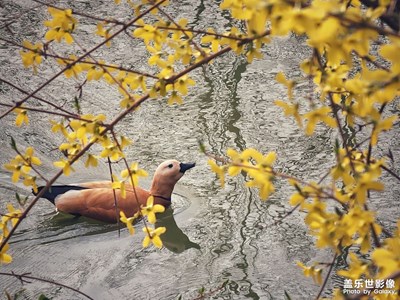 小區(qū)飛來一只鴨