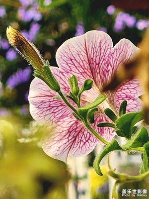 精細(xì)之致-S22U