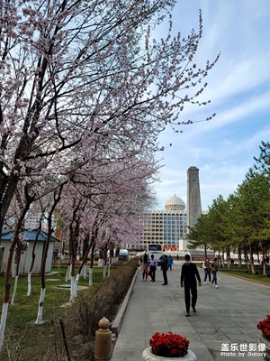 今日照片   春天桃花開了