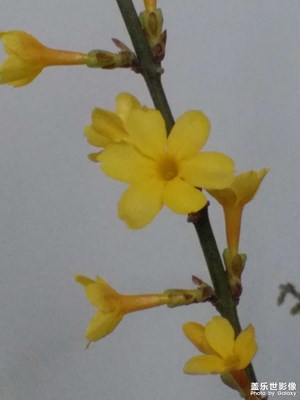 【春日幸事】+賞花