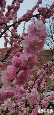 桃杏爭(zhēng)春