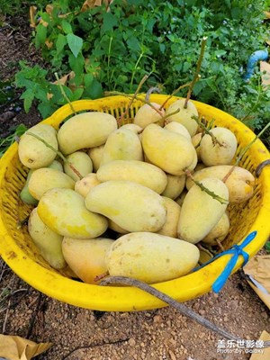 又到芒果收獲季