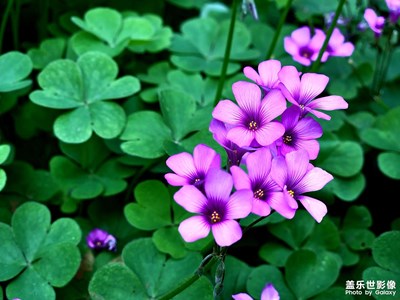 【春日幸事】+逆光的味道