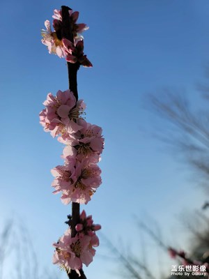 【春日幸事】＋公園賞花