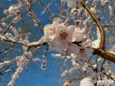 桃花香自苦寒來??