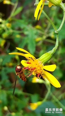 【春日幸事】+路邊野花