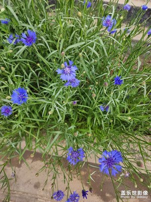 無(wú)名花欣賞