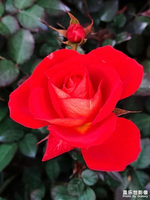 【春日幸事】+月季隨拍