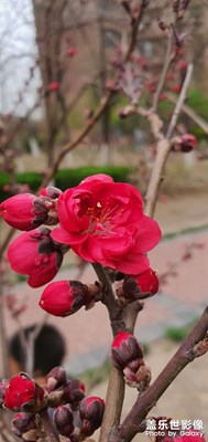 不知道名稱的花