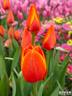 【春日幸事】+郁金香