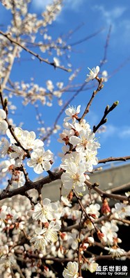 今日照片   早晨拍花花