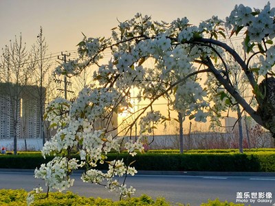 庫爾勒梨花盛開
